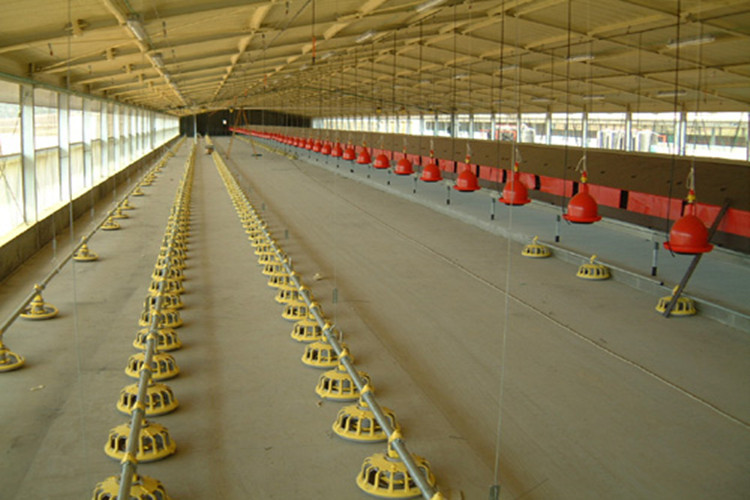 Maison d'élevage de volailles préfabriquées automatique pour poulets de chair