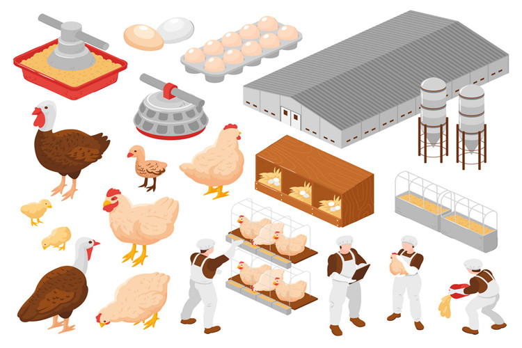 "Élevage à grande échelle pour l&#39;élevage de volailles de poulet"