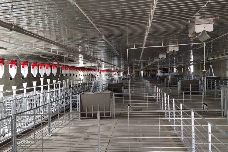 Solution clé en main de structure en acier pour la ferme d'élevage de porcs